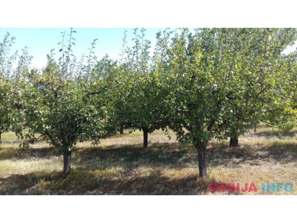 Poljoprivredno zemljiste sa zasadom voca-Irig