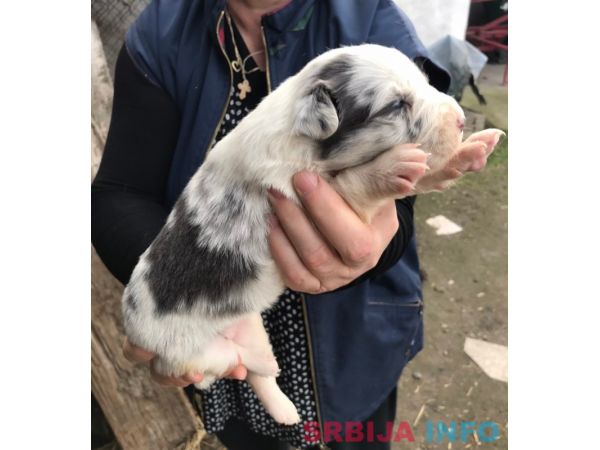 Border koli &scaron;tenci