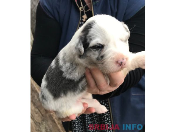 Border koli &scaron;tenci