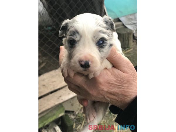 Border koli &scaron;tenci