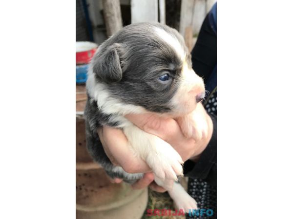 Border koli &scaron;tenci