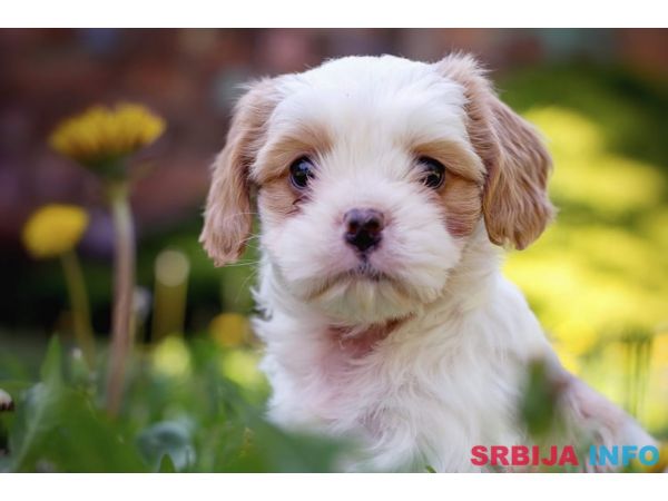 Cavamalt &scaron;tenci