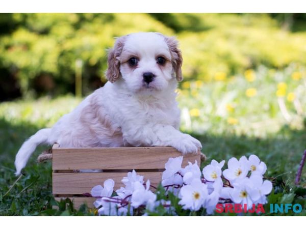 Cavamalt &scaron;tenci