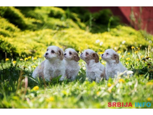 Cavamalt &scaron;tenci