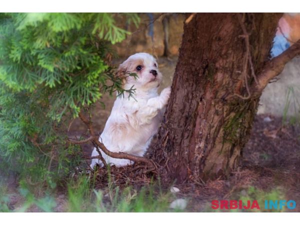 Cavamalt &scaron;tenci