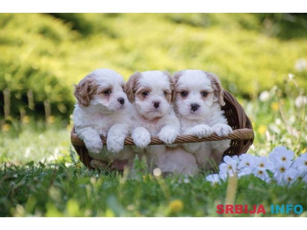 Cavamalt &scaron;tenci