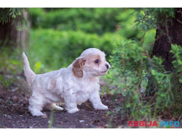 Cavamalt &scaron;tenci