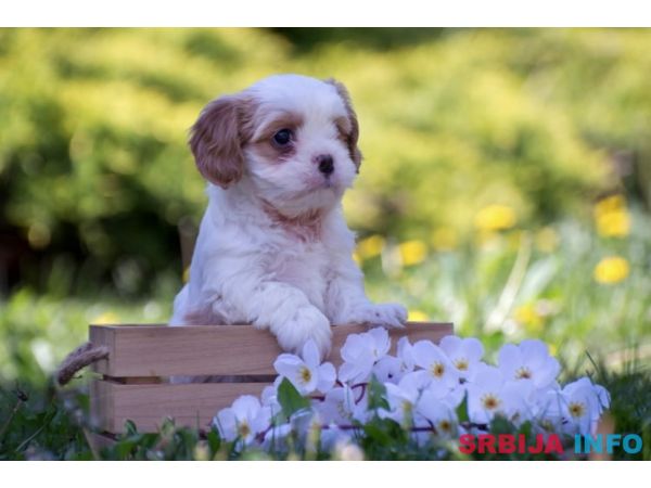 Cavamalt &scaron;tenci