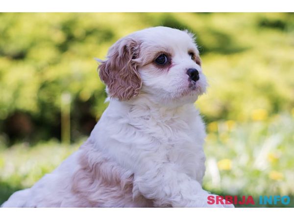 Cavamalt &scaron;tenci