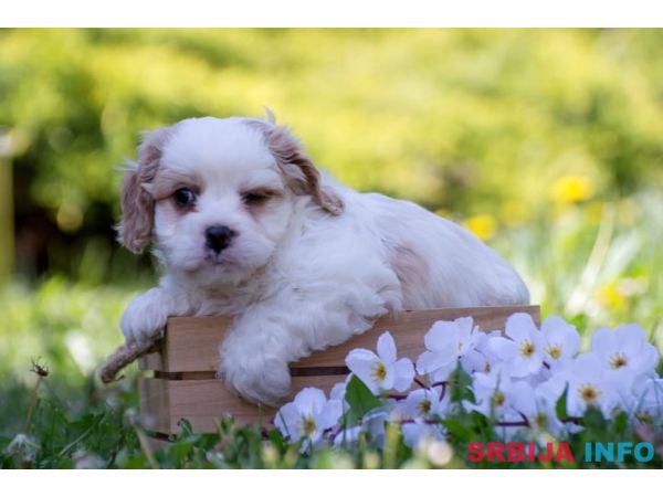 Cavamalt &scaron;tenci