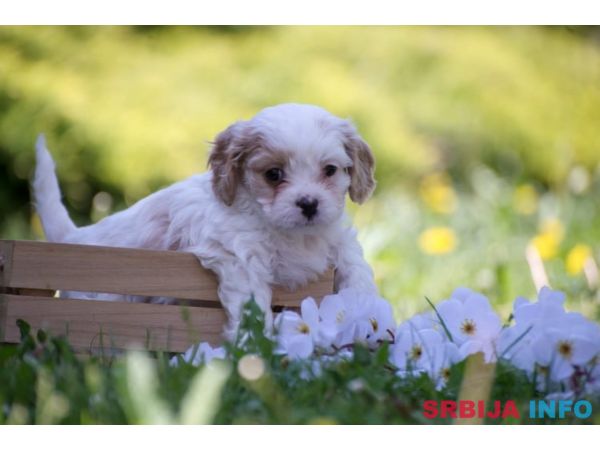 Cavamalt &scaron;tenci