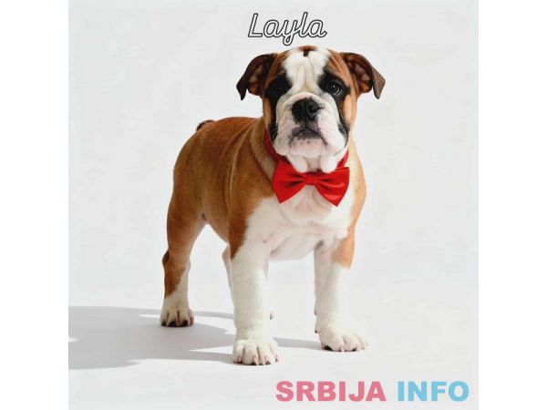 Engleski buldog vrhunski štenci