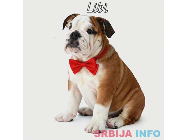 Engleski buldog vrhunski štenci