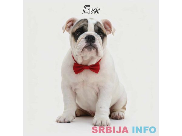 Engleski buldog vrhunski štenci
