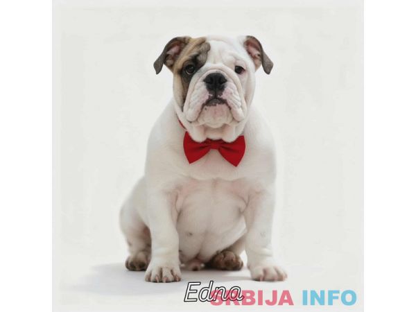 Engleski buldog vrhunski štenci