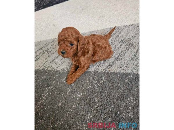 Najmanje pudle, od najlepsih roditelja u Evropi 