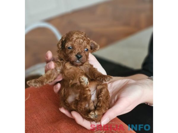 Najmanje pudle, od najlepsih roditelja u Evropi 