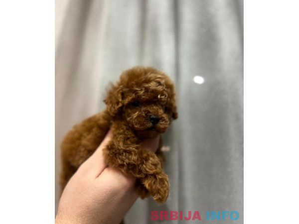 Najmanje pudle, od najlepsih roditelja u Evropi 