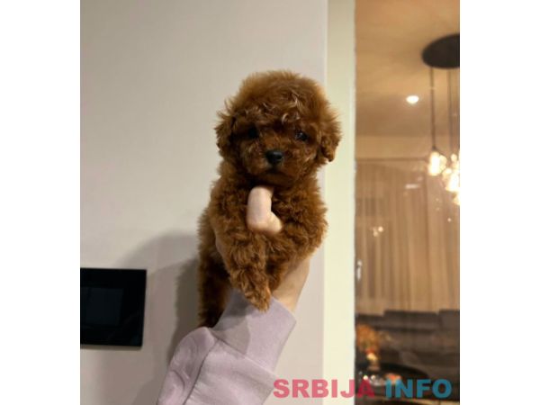 Najmanje pudle, od najlepsih roditelja u Evropi 