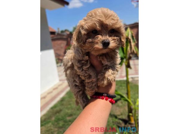 Maltipoo bebe 