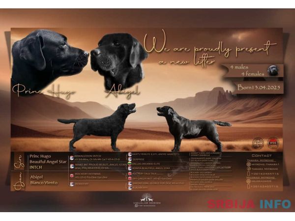 Na prodaju stenci Labrador retriver 