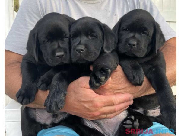 Na prodaju stenci Labrador retriver 