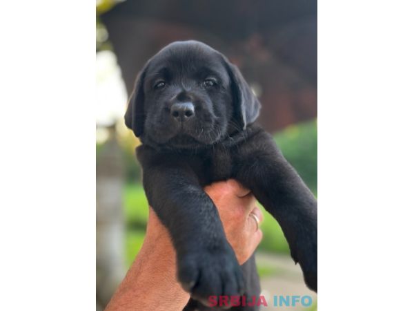 Na prodaju stenci Labrador retriver 