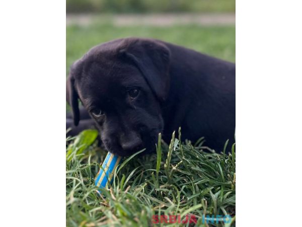 Na prodaju stenci Labrador retriver 