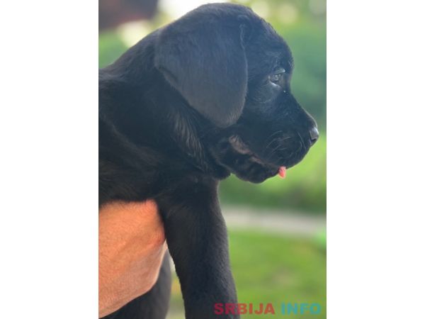 Na prodaju stenci Labrador retriver 