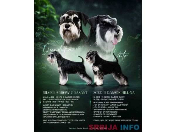 Patuljasti &scaron;naucer crno srebreni &scaron;tenad 