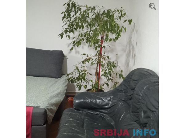 Dvosoban Apartman Yellow flowers Beograd Palilula