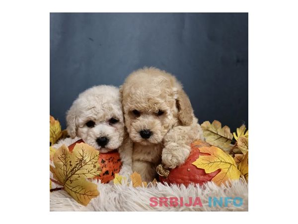 Maltipoo štenci, prelepe bebe