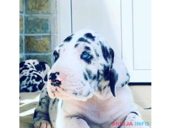 Nemačka doga štenci