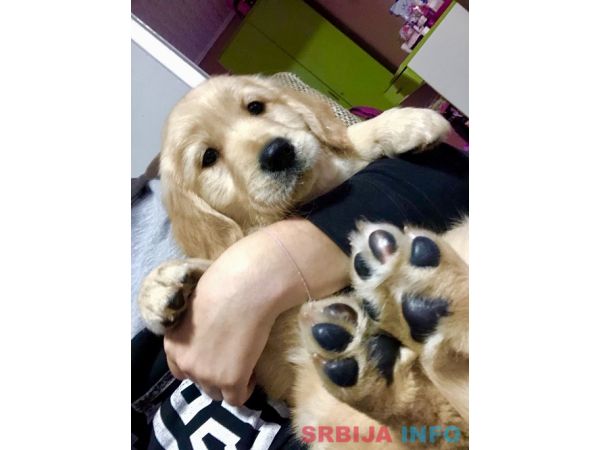 Zlatni retriver 3nnn