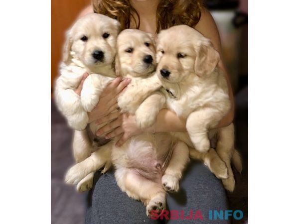 Zlatni retriver 3nnn