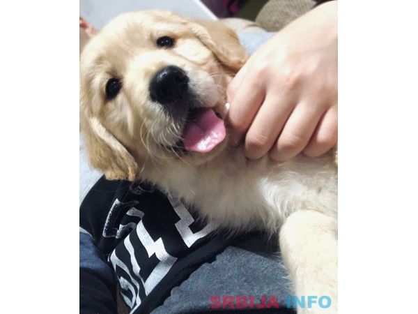 Zlatni retriver 3nnn