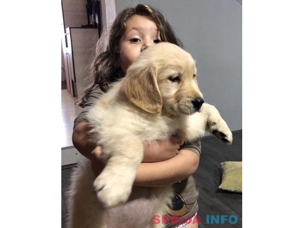Zlatni retriver 3nnn