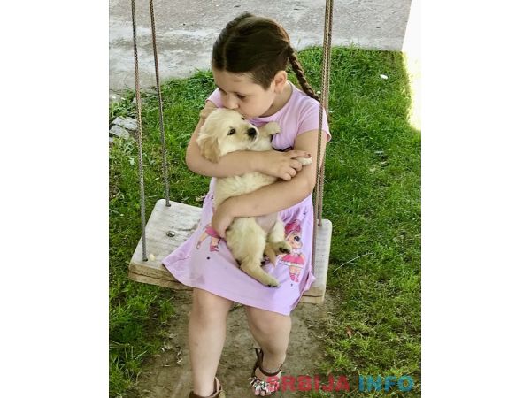 Zlatni retriver 3nnn