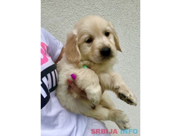 Zlatni retriver 3nnn