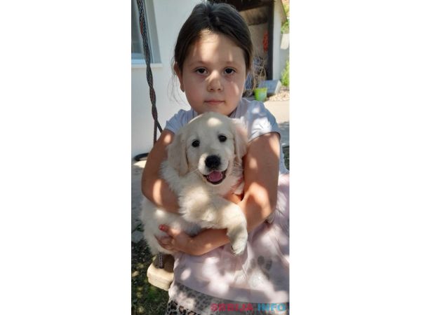 Zlatni retriver 3nnn