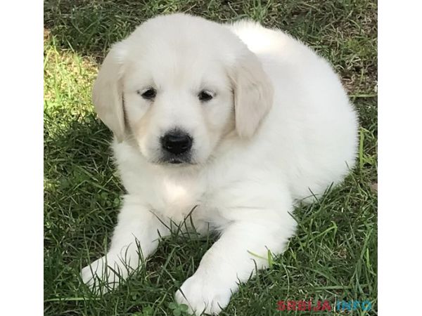 Zlatni retriver 3nnn