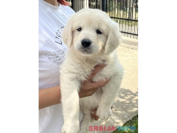 Zlatni retriver 3nnn