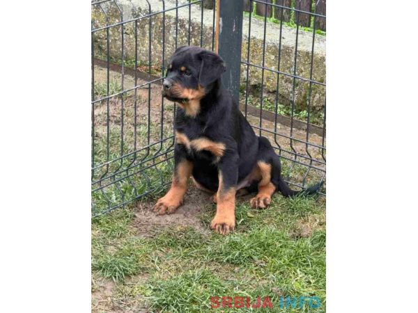 Na prodaju štenad Rottweilera vrhunskog porekla.