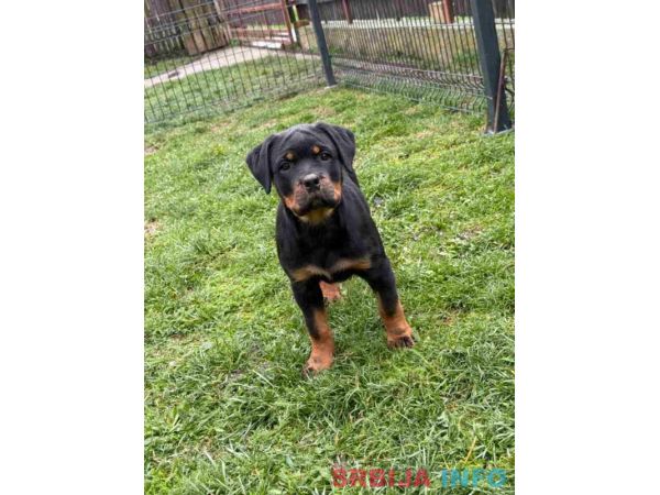 Na prodaju &scaron;tenad Rottweilera vrhunskog porekla. 