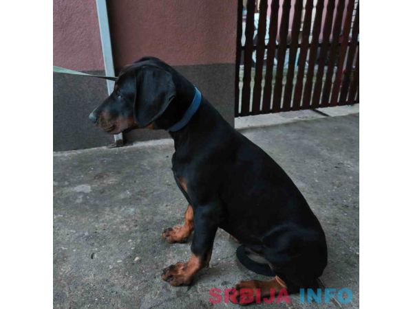 Doberman mu&scaron;ko &scaron;tene 