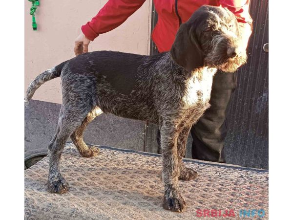 Nemački o&scaron;trodlaki ptičar