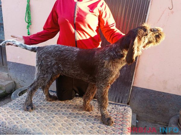 Nemački o&scaron;trodlaki ptičar