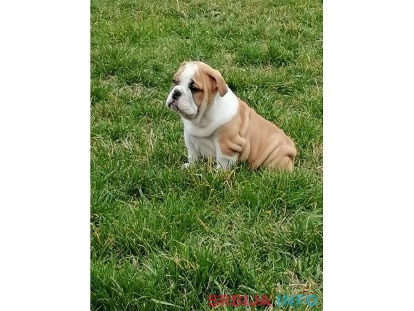 Engleski buldog &scaron;tenci