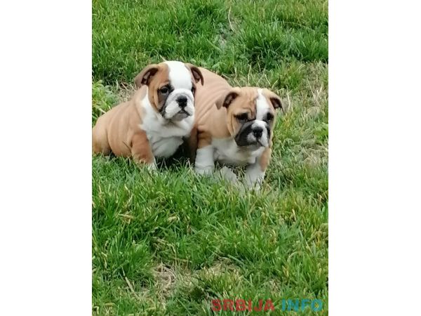 Engleski buldog &scaron;tenci