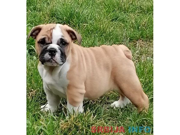 Engleski buldog &scaron;tenci